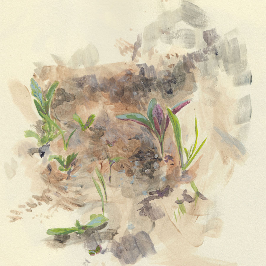 A watercolor painting of several unassuming plants growing in the ground.